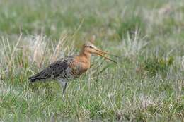 Imagem de Limosa Brisson 1760