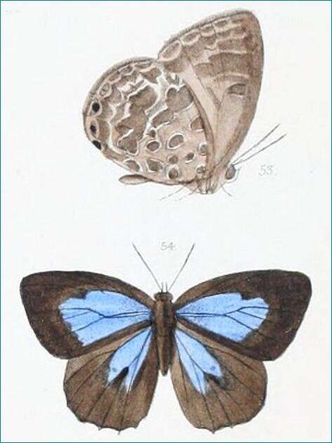 Image de Arhopala acron (Hewitson 1862)