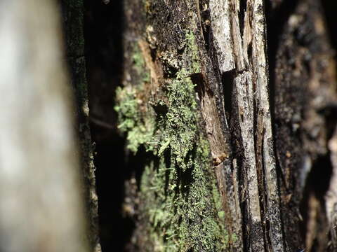 Image of needle lichen