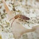 Image of Springtail