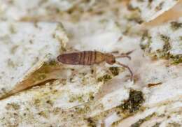 Image of Entomobrya