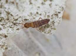 Entomobrya resmi
