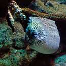 Image of Spotted moray