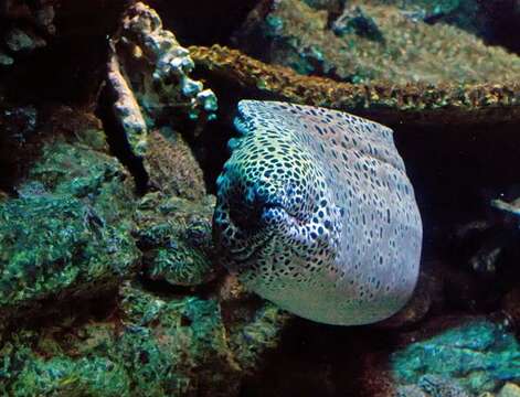 Image of Spotted moray