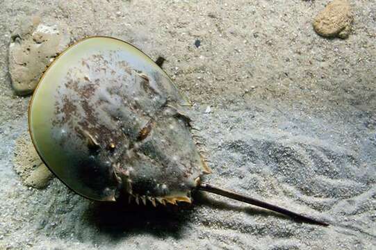 Image of Limulus