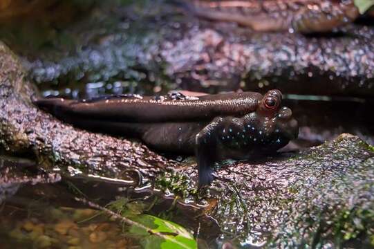 Image of mudskipper