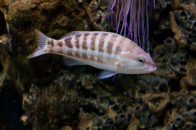 Serranus resmi