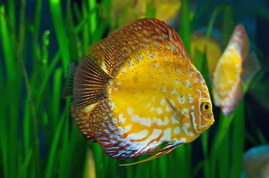 Image of Discus