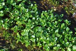 Image of brooklime, water, marsh speedwell