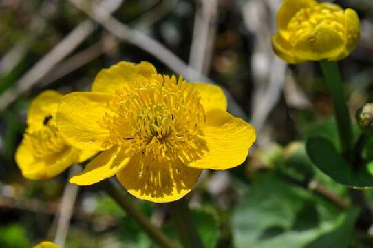 Image of marsh marigold