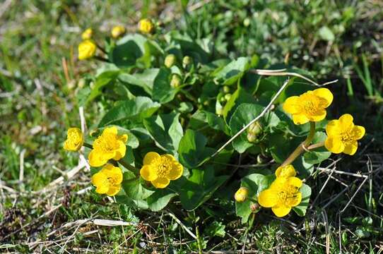 Image of marsh marigold