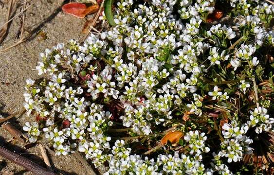 Image of Cochlearia officinalis subsp. officinalis