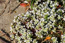 Image of Cochlearia officinalis subsp. officinalis