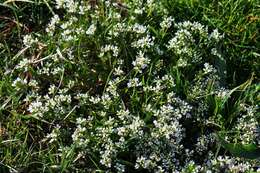 Image of Cochlearia officinalis subsp. officinalis