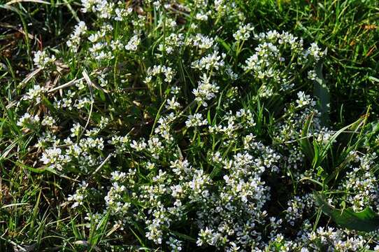 Image of Cochlearia officinalis subsp. officinalis