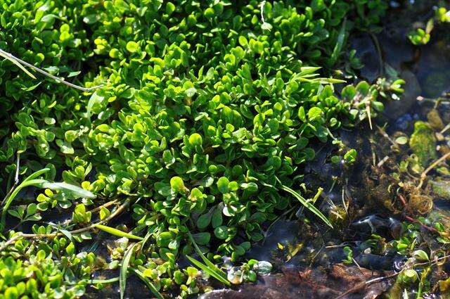 صورة Montia fontana subsp. fontana