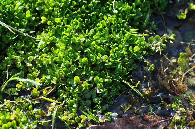 Imagem de Montia fontana subsp. fontana