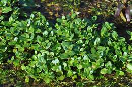 Image of brooklime, water, marsh speedwell