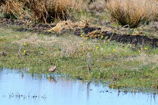 Image of Dowitcher