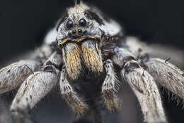 Image of wolf spiders