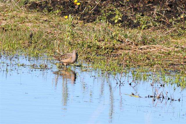 Image of Dowitcher