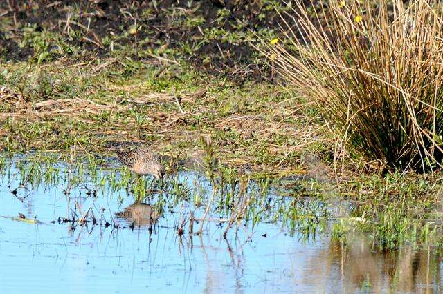 Image of Dowitcher