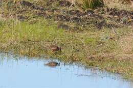 Image of Dowitcher