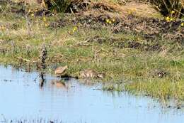 Image of Dowitcher