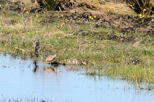 Image of Dowitcher