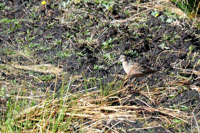 Image of Dowitcher