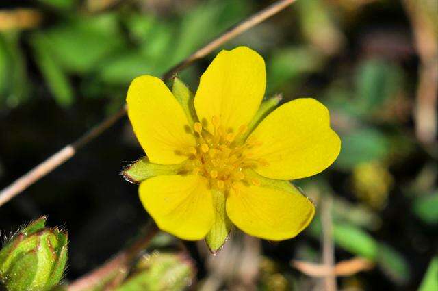 Image of spring cinquefoil