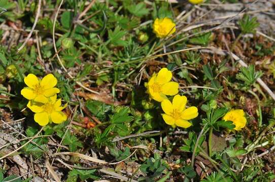 Image of spring cinquefoil