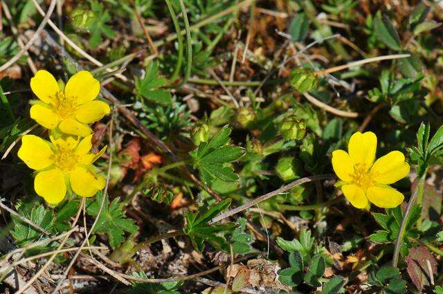 Image of spring cinquefoil