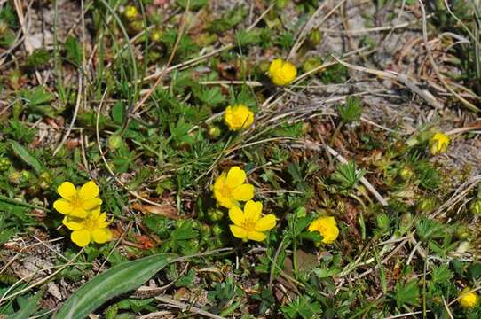 Image of spring cinquefoil