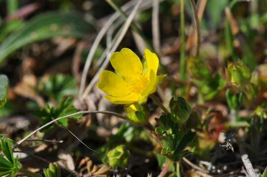 Image of spring cinquefoil