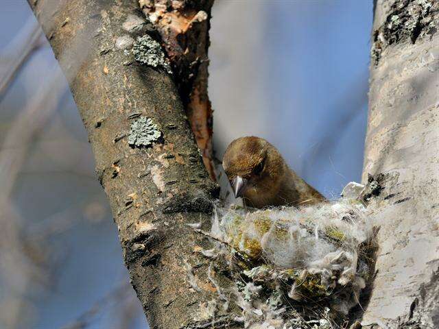 Image of European greenfinch