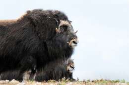 Image of muskox