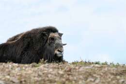 Image of muskox