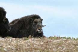 Image of muskox