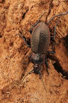 Carabus (Eucarabus) arcensis Herbst 1784 resmi