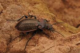 Image of Carabus (Eucarabus) arcensis Herbst 1784