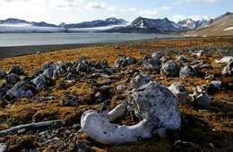 Image of walruses