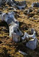 Image of walruses