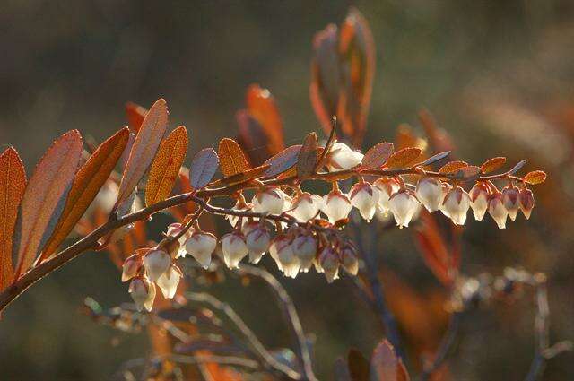 Image of leatherleaf