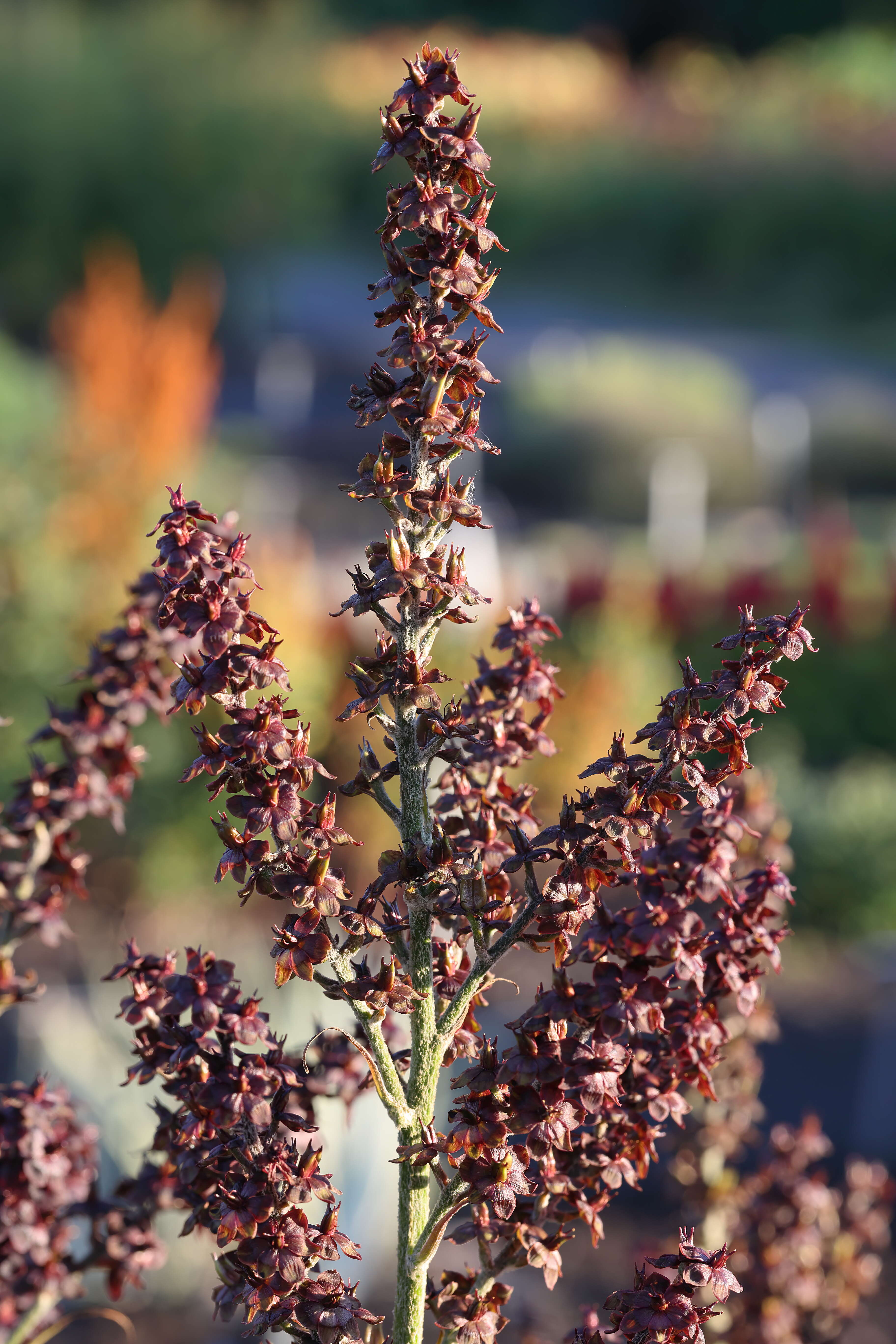 Image of black false hellebore