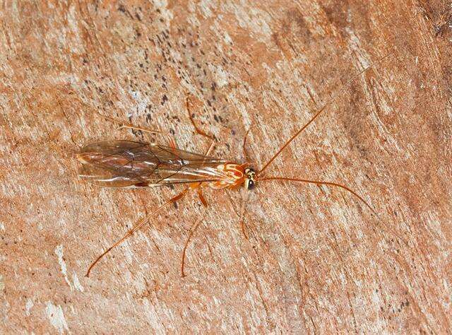 Image of Short-tailed Ichneumon Wasps