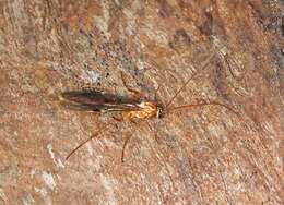 Image of Short-tailed Ichneumon Wasps