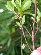 Image of Syzygium buxifolium Hook. & Arn.