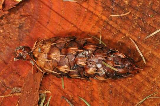 Image of Douglas-fir