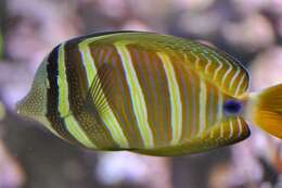 Слика од Zebrasoma veliferum (Bloch 1795)